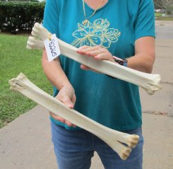 2 pc lot of Camel leg bones for sale 15 and 16 inches, available for sale - $40/lot