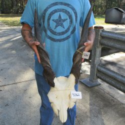 B-Grade 28" & 29" Horns on Male Eland Skull Plate - $70