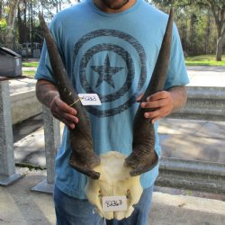B-Grade 29" & 30" Horns on Male Eland Skull Plate - $70