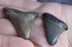 1-1/2" and 1-3/8" Megalodon Teeth - $28