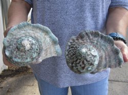 For Sale B-Grade 2 piece lot of 5 inch Turbo Marmoratus, green turban shell - $25/lot