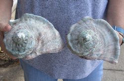 For Sale B-Grade 2 piece lot of 5 inch Turbo Marmoratus, green turban shell - $25/lot