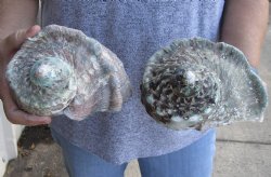 For Sale B-Grade 2 piece lot of 5 inch Turbo Marmoratus, green turban shell - $25/lot