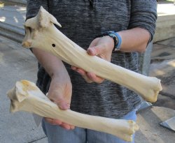 Two piece lot of 14 and 15 inch Water Buffalo tibia leg bones for sale - $25/lot