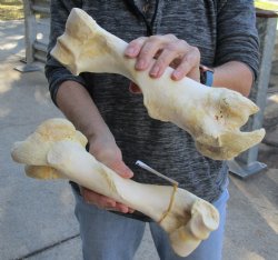 Two piece lot of 11 and 12 inch Water Buffalo humerus leg bones for $25/lot