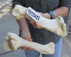 Two piece lot of 11 and 12 inch Water Buffalo humerus leg bones for $25/lot