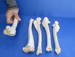 Five Deer Leg Bones 10 to 12 inches long for <font color=red>Special Price </font> $10