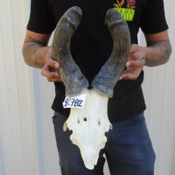 B-Grade 19" Horns on Male Red Hartebeest Skull Plate - $34