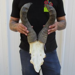 B-Grade 19" Horns on Male Red Hartebeest Skull Plate - $34