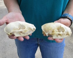 Buy this 2 pc lot of B-Grade Raccoon Skulls for $51/lot