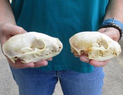 Buy this 2 pc lot of B-Grade Raccoon Skulls for $51/lot