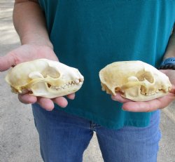 Buy this 2 pc lot of B-Grade Raccoon Skulls for $51/lot