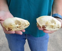 Buy this 2 pc lot of B-Grade Raccoon Skulls for $51/lot