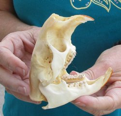 Buy this B-Grade North American Porcupine Skull for $29