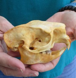 Buy this B-Grade North American Porcupine Skull for $29