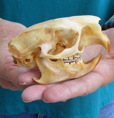 Discounted Badger, Pine Martin and Springhare Skulls