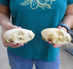 Buy this 2 pc lot of B-Grade Raccoon Skulls for $51/lot