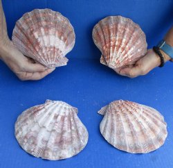 Buy this 4 piece lot of 6 inch Brown Lion Paw shells for $20/lot
