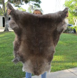 45 inches by 40 inches Finland Reindeer Hide, Skin, farm raised - $155