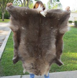 46 inches by 38 inches Finland Reindeer Hide, Skin, farm raised - $155
