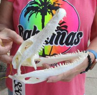 This is a Real Florida Alligator Skull, 8-1/2 inches, For Sale for <font color=red>Special Price </font> $55
