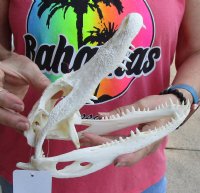This is a Real Florida Alligator Skull, 9 inches, For Sale for <font color=red>Special Price </font> $55