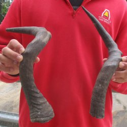16" & 19" Red Hartebeest Horns - $25