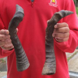 17" & 19" Red Hartebeest Horns - $25