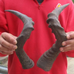16" & 17" Red Hartebeest Horns - $25