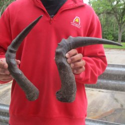 17" & 19" Red Hartebeest Horns - $25