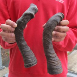 17" Red Hartebeest Horns - $25