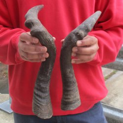 17" & 20" Red Hartebeest Horns - $25