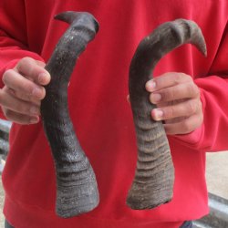 17" & 18" Red Hartebeest Horns - $25