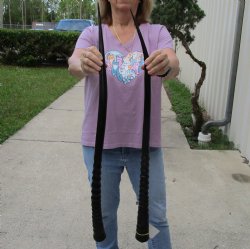 Buy this 2 piece lot of 33" and 34" B-Grade Polished Gemsbok Horns for $39