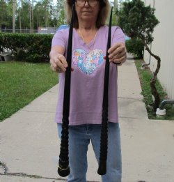 Buy this 2 piece lot of 30" Polished Gemsbok Horns for $65