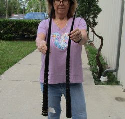 Buy this 2 piece lot of 30" Polished Gemsbok Horns for $65