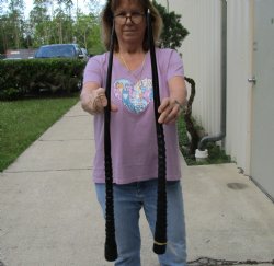 Buy this 2 piece lot of 32" Polished Gemsbok Horns for $65