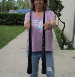 Buy this 2 piece lot of 30" Polished Gemsbok Horns for $65