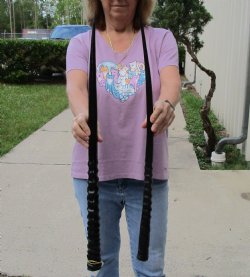 Buy this 2 piece lot of 29" and 30" Polished Gemsbok Horns for $65