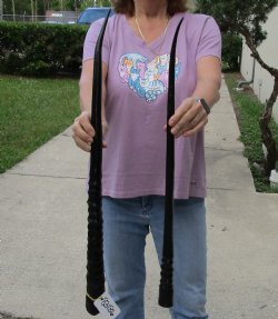 Buy this 2 piece lot of 28" and 30" B-Grade Polished Gemsbok Horns for $39