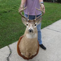 For Sale Whitetail Deer Shoulder Mount on wooden plaque- $300.00 - Pick Up Only