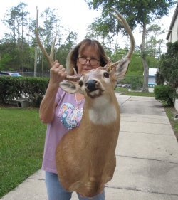 For Sale Whitetail Deer Shoulder Mount - $300.00 - Pick Up Only