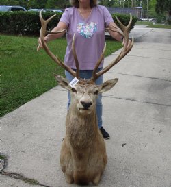 Buy this Red Stag Deer Shoulder Mount for - $1000.00 - Pick Up Only