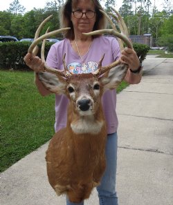 For Sale Whitetail Deer Shoulder Mount - $400.00 - Pick Up Only