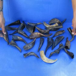 25 Indian Goat Horns, 4" to 6" - $50