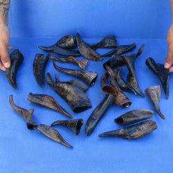 25 Indian Goat Horns, 4" to 6" - $50