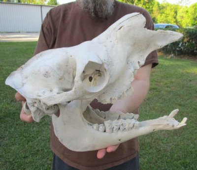 Discounted Camel Skulls