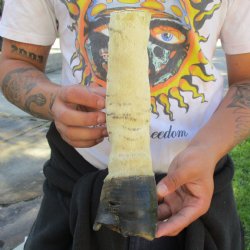 B-Grade 10" Zebra Foot Mount - $45