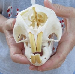 For Sale B-Grade Cape Porcupine Skull measuring 6 inches long - $50