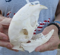 For Sale Slight B-Grade Cape Porcupine Skull measuring 5-1/2 inches long - $55